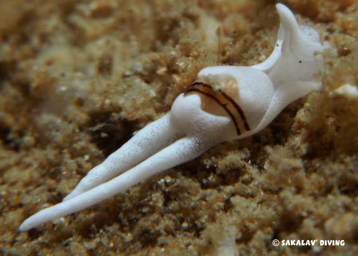 nudibranchs and flat worms Nosy Be Madagascar